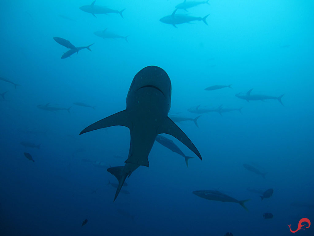 Galapagos in Malpelo © Sten Johansson