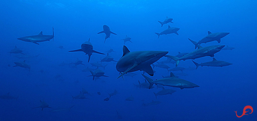 Silky sharks in formation © Sten Johansson