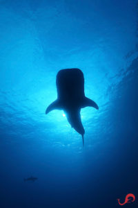 Whale shark silhouette shot © Sten Johansson