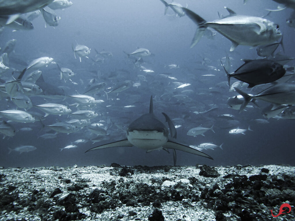 The mighty big female Galapagos © Sten Johansson