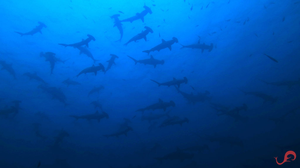 Malpelo hammerheads, April 2019 © Sten Johansson