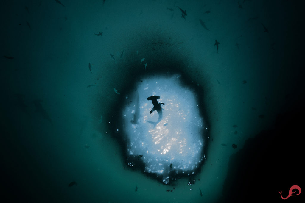 Malpelo hammerhead sharks silhouette © Sten Johansson