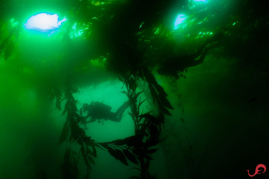 San Martin kelp © Sten Johansson