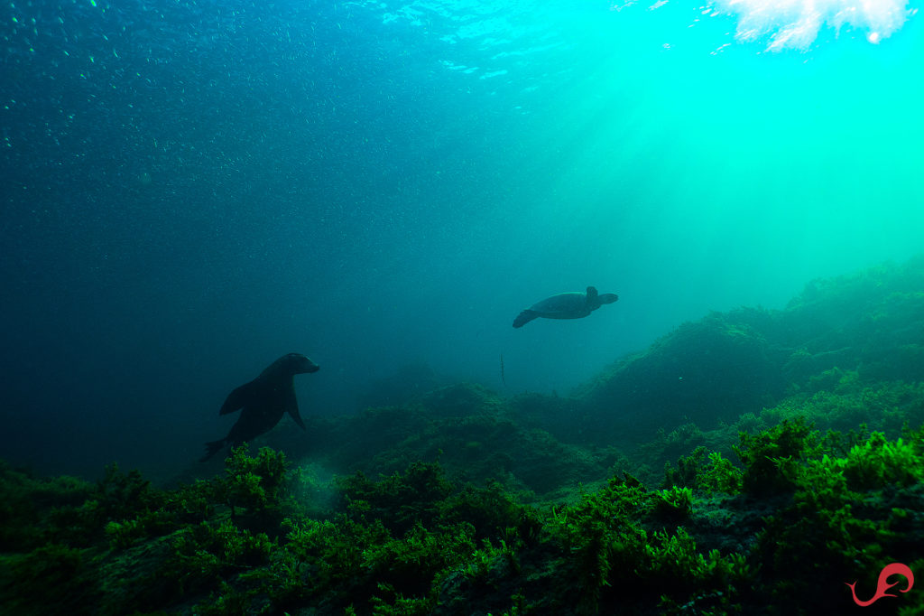 San Pedro Martir underwater © Sten Johansson