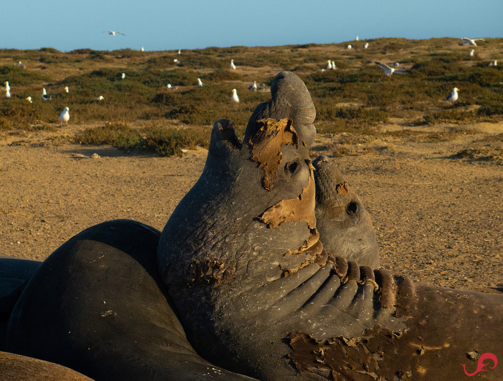 Elephant seals in San Geronimo © Sten Johansson