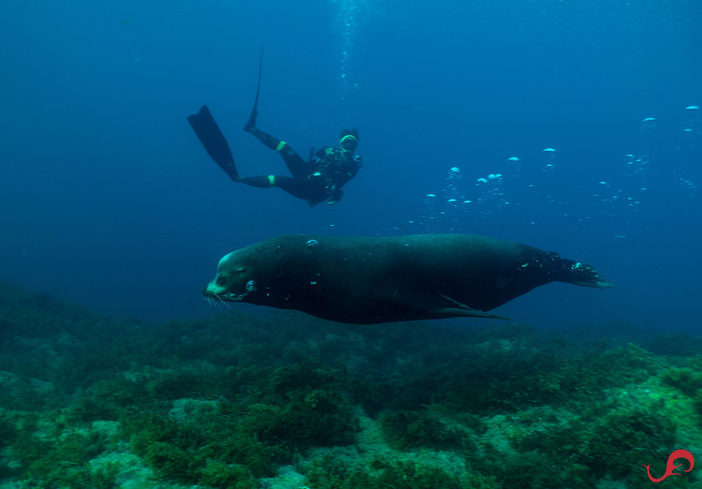 Sea lion at San Pedro Martir © Sten Johansson