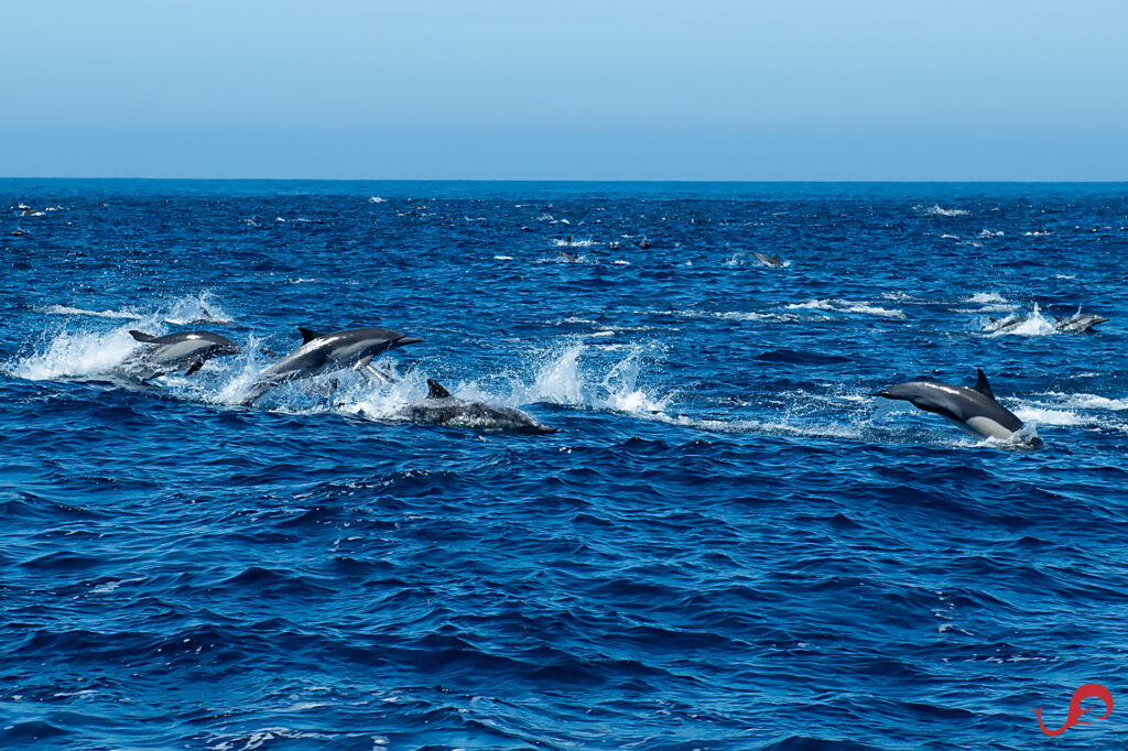 A megapod of common dolphins