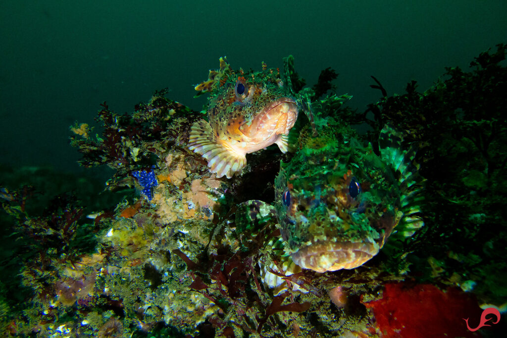 A few days after we found the Independence: Scorpionfish at Six and a Half Fathom