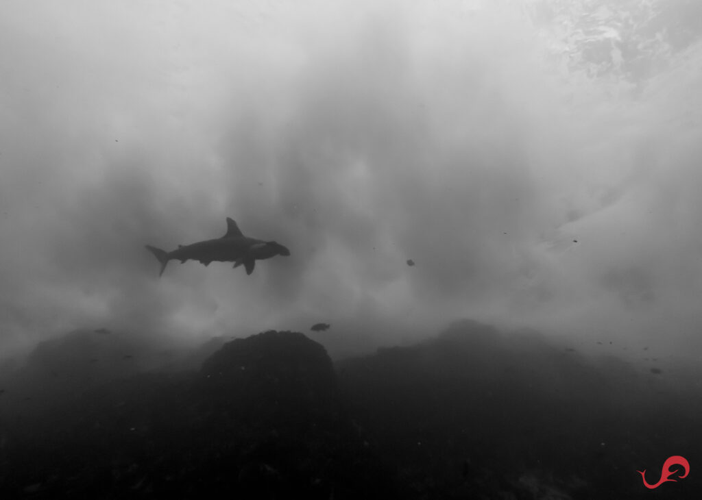 Malpelo hammerhead shark at La Nevera © Sten Johansson