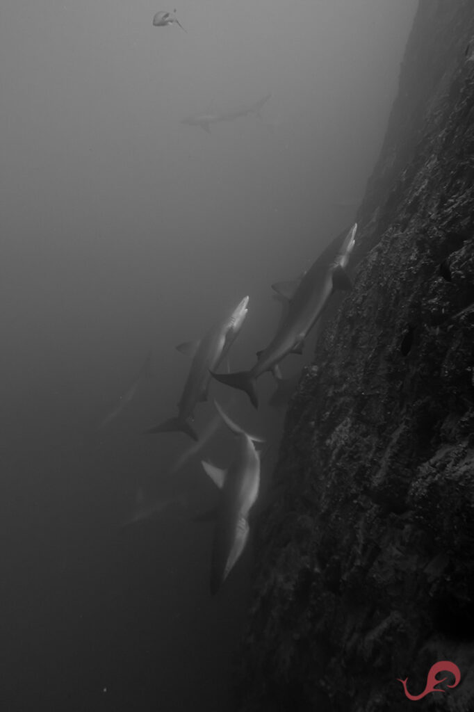 Frenzy of Galapagos sharks at La Nevera, Malpelo © Sten Johansson