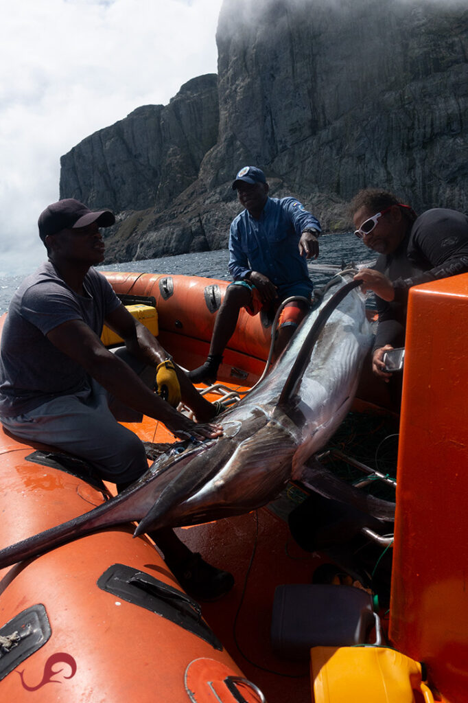 Dead black marlin - illegal fishing in Malpelo © Sten Johansson