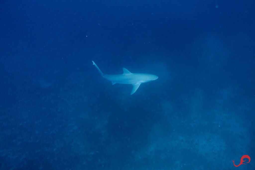 Ghost shark in Malpelo © Sten Johansson