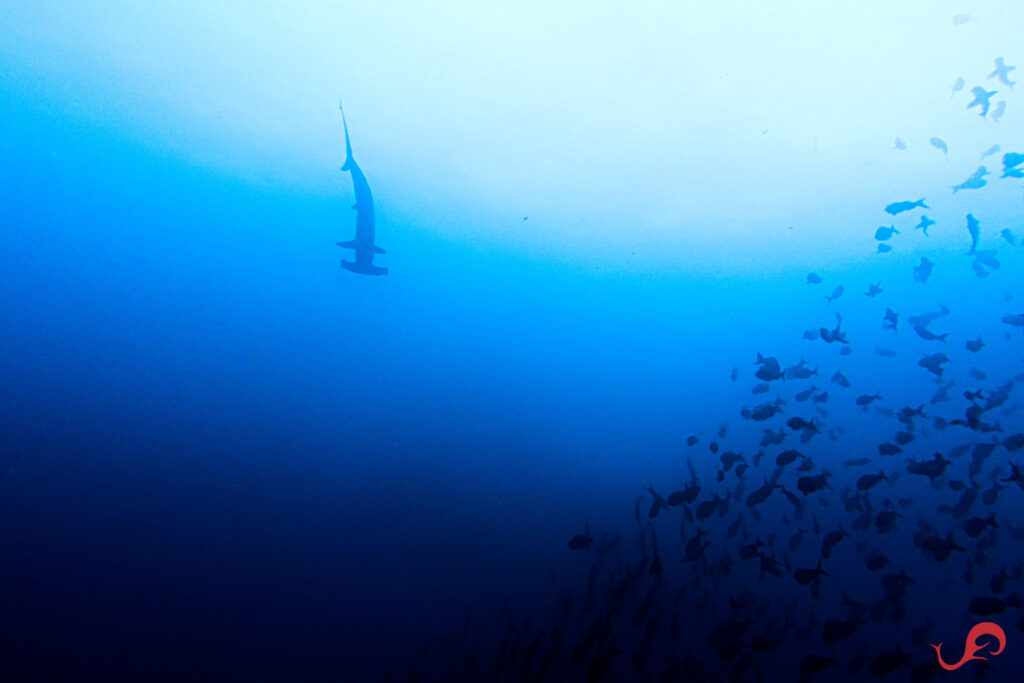 Malpelo hammerhead at El Bajon del Vikingo © Sten Johansson