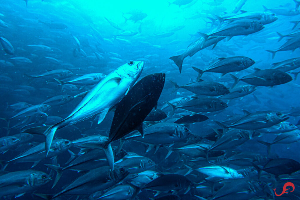 Big-eye jacks mating in Malpelo © Sten Johansson