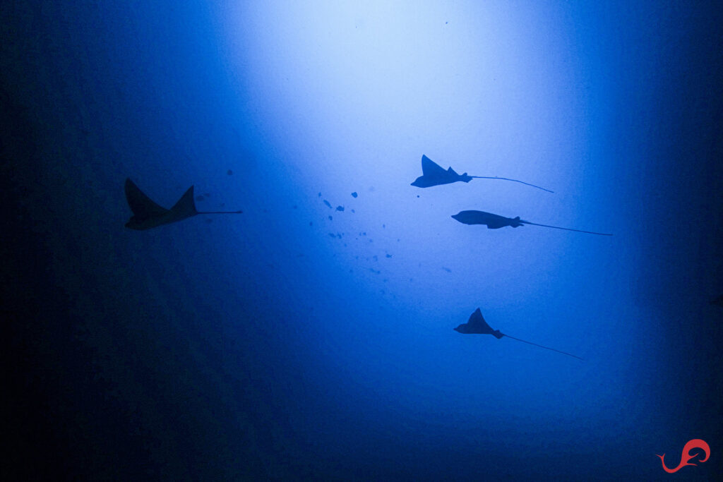 Flotilla of eagle rays in Malpelo © Sten Johansson