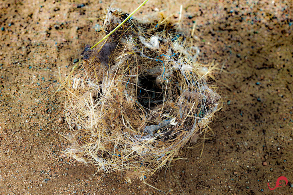 Bird's nest surprise while exploring Mongolia © Sten Johansson