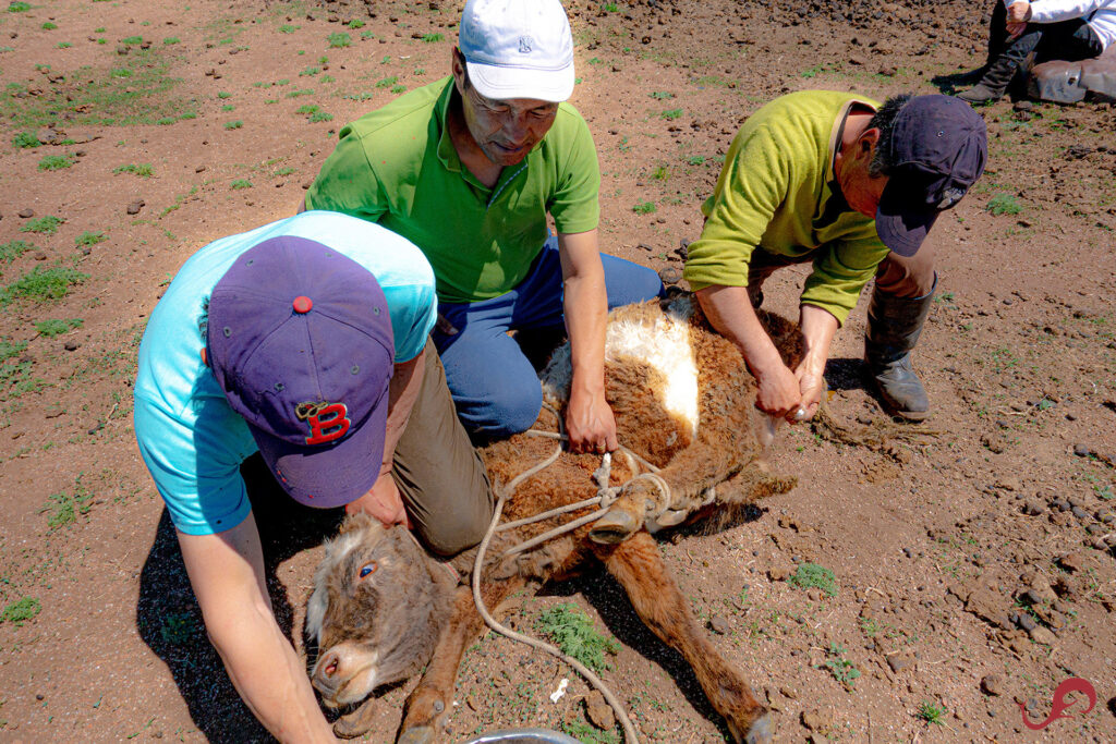 Cow castration © Sten Johansson