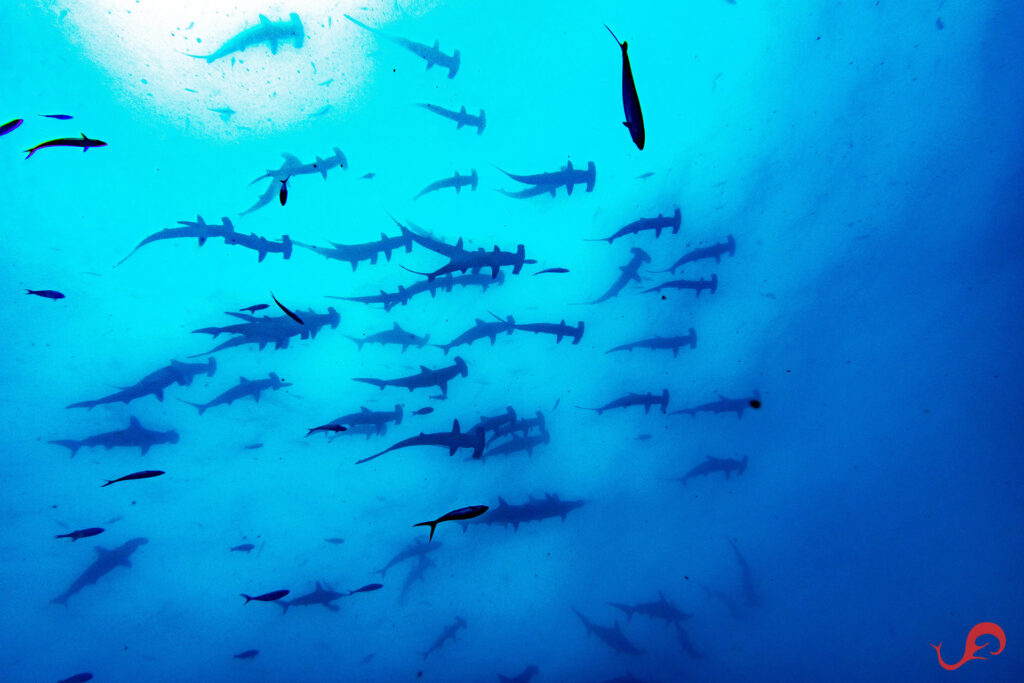 Schooling hammerheads in Malpelo © Sten Johansson