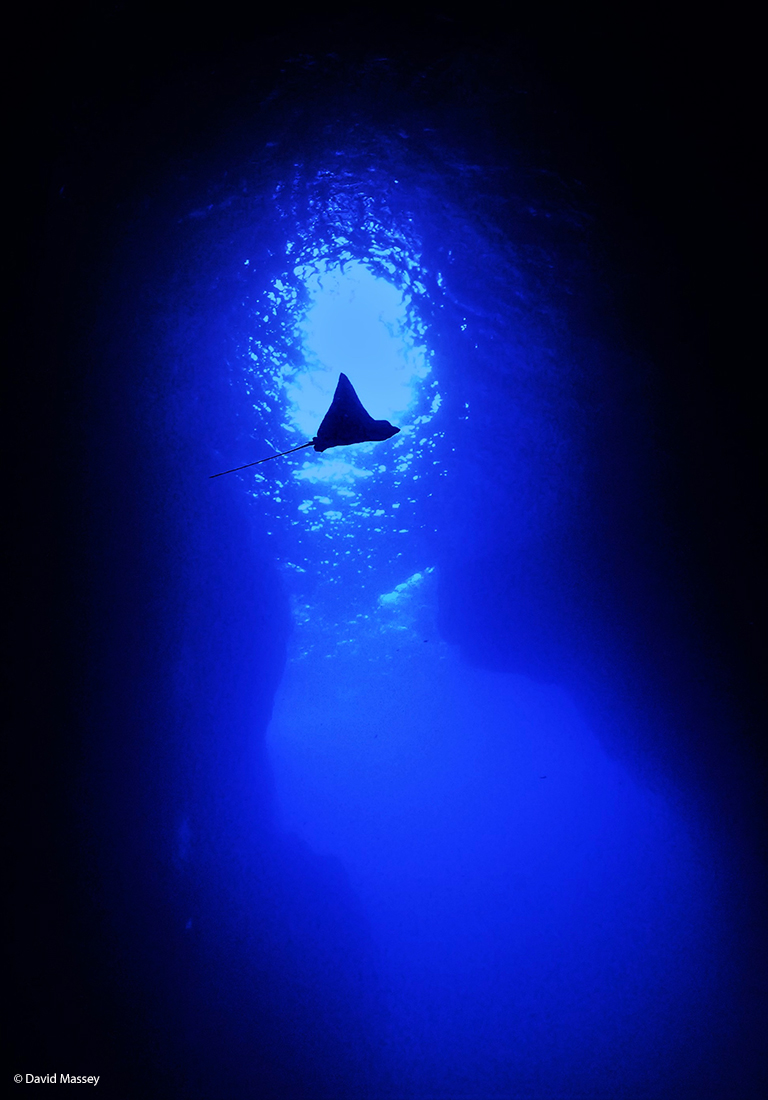 Malpelo eagle ray © David Massey