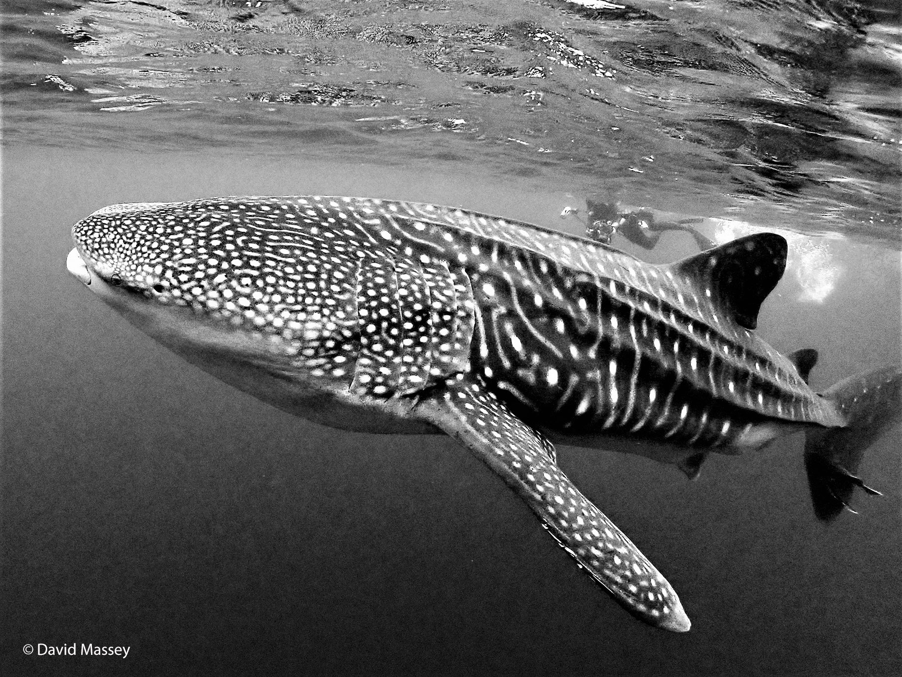 Malpelo whale shark © David Massey