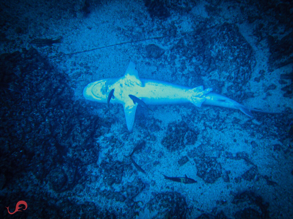 Dead shark in San Benedicto © Sten Johansson