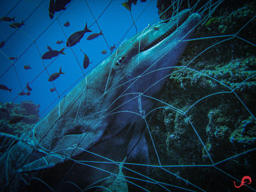 Dolphin caught in net in San Benedicto © Sten Johansson