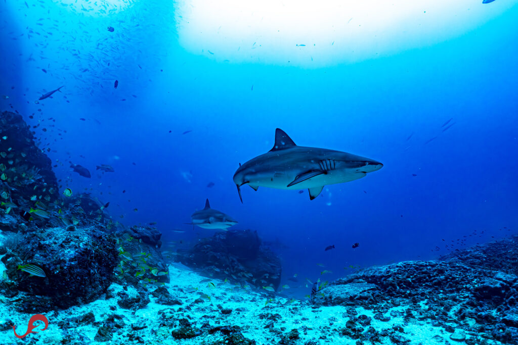 Encountering Galapagos sharks while looking for the ferox shark