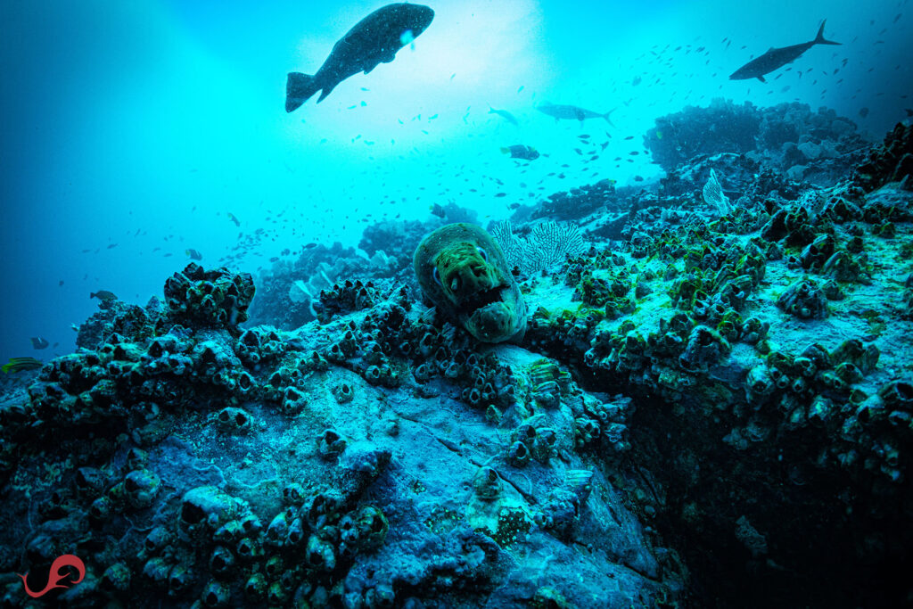 A green moray poses while we're looking for the ferox shark