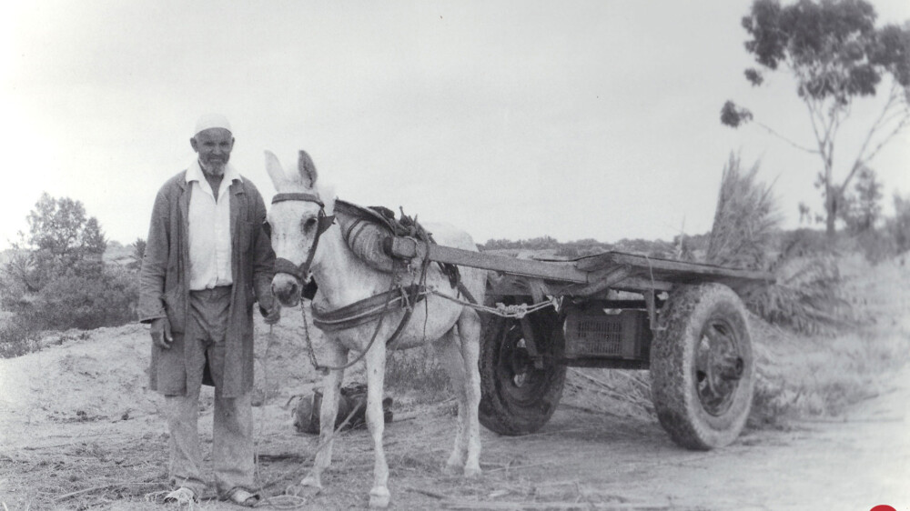 Algeria elder © Sten Johansson