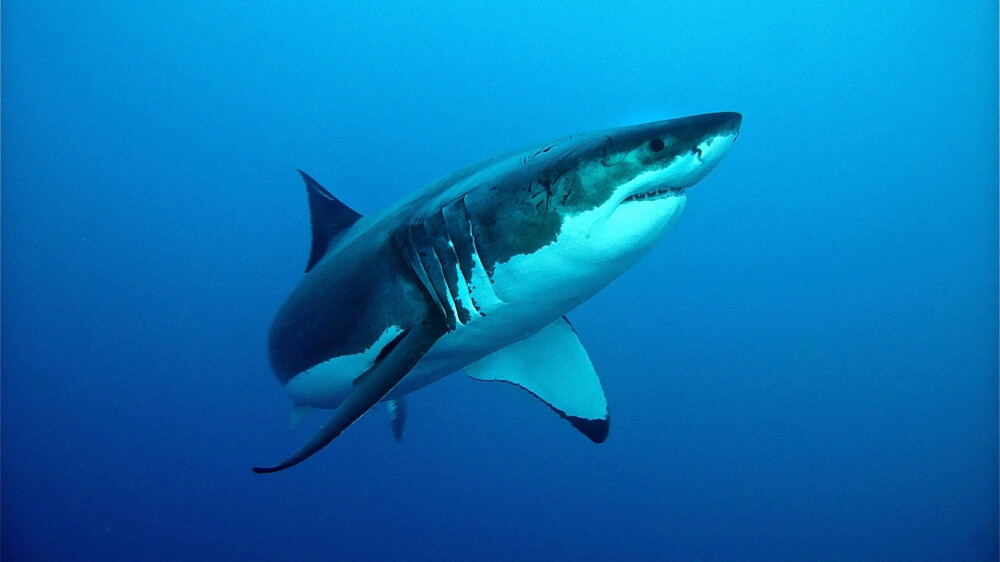 Guadalupe Great White © Sten Johansson