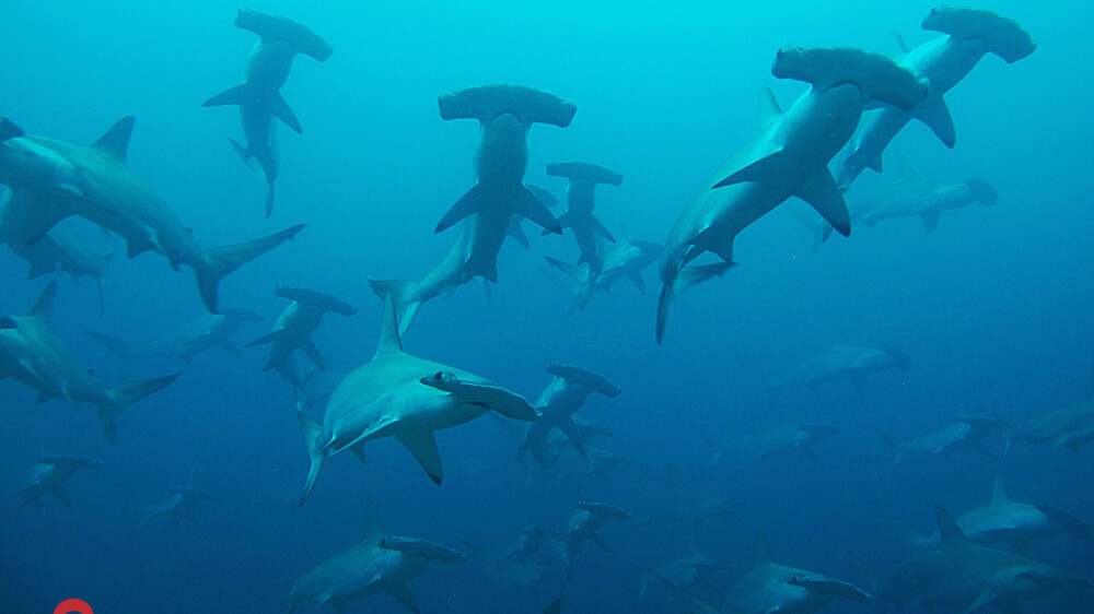 Malpelo hammerheads © Sten Johansson