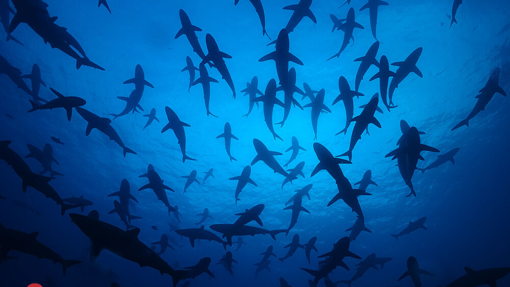 Malpelo silkies © Sten Johansson