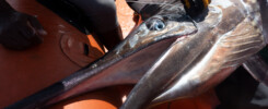 Dead black marlin close-up in Malpelo © Sten Johansson