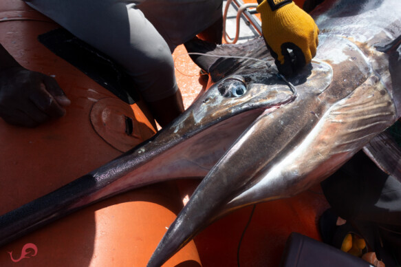 Dead black marlin close-up in Malpelo © Sten Johansson