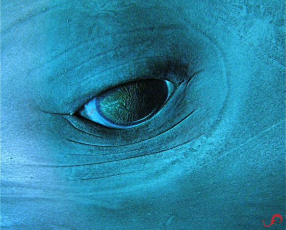 Eye of the dolphin, Revillagigedo © Sten Johansson