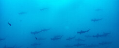 Hammerhead galore, Malpelo in January © Sten Johansson