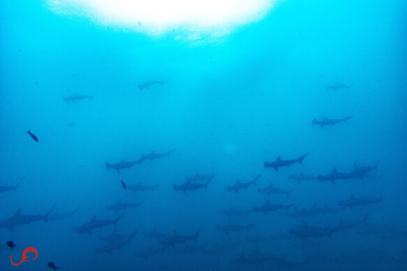 Hammerhead galore, Malpelo in January © Sten Johansson