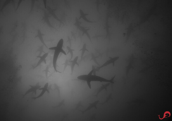 Spread-out silkies in Malpelo © Sten Johansson