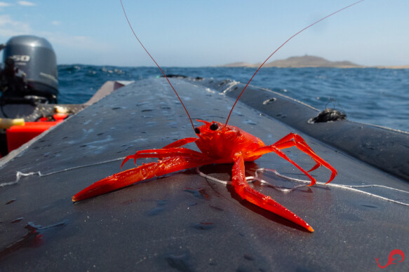 Tuna crab © Sten Johansson