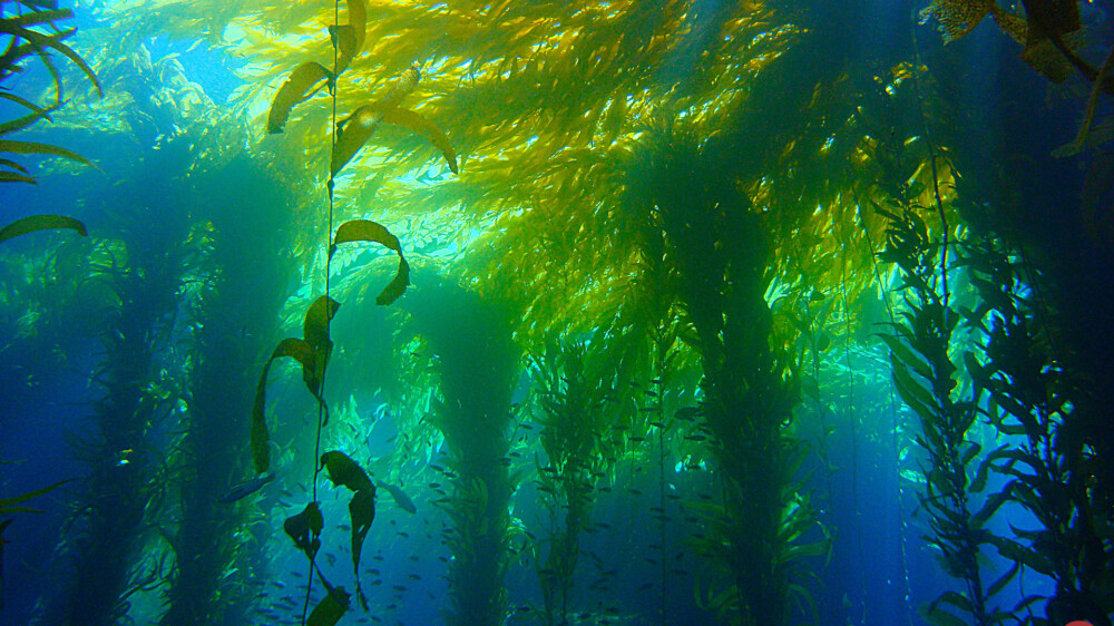 Watery forest © Sten Johansson